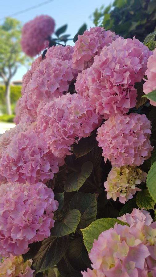 Appartamento Modenese 8 بسكييرا ديل غاردا المظهر الخارجي الصورة